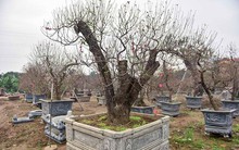 Đào cổ thụ Nhật Tân giá hàng trăm triệu của đại gia chơi Tết