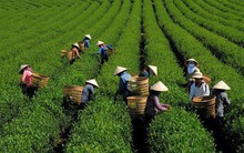 Xuất khẩu chè gặp khó do cung vượt cầu