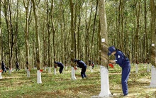 Cao su Đồng Phú (DPR): Cổ phiếu bật tăng mạnh, tổng doanh thu 2019 ước đạt 799 tỷ đồng