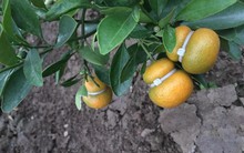 Rộ mốt quất hồ lô giá rẻ, chị em đổ xô sắm về trưng Tết