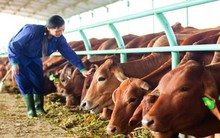 Chi mạnh cho quảng cáo, Vilico báo lãi 208 tỷ đồng năm 2018, tăng gần 11% so với cùng kỳ