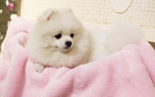 Spa làm đẹp cho thú cưng hốt bạc, kín lịch ngày cận Tết