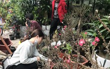 Thực hư đào mini Trung Quốc ngập chợ Việt hét giá tiền triệu