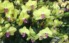 Lan hồ điệp giá tiền triệu đắt khách dịp Tết Nguyên đán