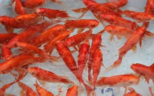 Thị trường vàng mã nhộn nhịp trước ngày ông Công ông Táo về trời