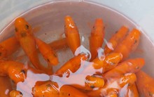 Cá chép giảm sâu trong ngày ông Công ông Táo, tiểu thương méo mặt