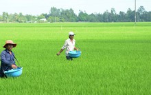 Phân bón Bình Điền (BFC) báo lãi 254 tỷ đồng, giảm 27% so với cùng kỳ