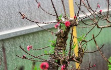 Đào thất thốn Nhật Tân 'tôn luyện thập kỷ' có gì đặc biệt?