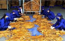 Hạn ngạch nhập khẩu thuốc lá nguyên liệu năm 2019 là gần 56.300 tấn