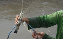 Bắt tôm càng mùa nước rút