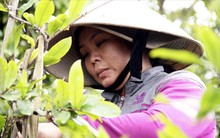 Thủ phủ mai vàng "đỏ mắt" tìm người vặt lá mai