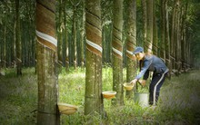 Cao su Phước Hoà (PHR) dự kiến thêm một năm lãi lớn nhờ thanh lý tài sản