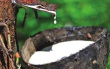 Triển vọng nào cho giá cao su năm 2019?