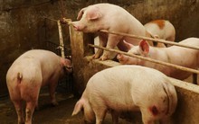 Nông dân giàu nhất Trung Quốc kiếm được gần 10 tỷ USD nhờ giá lợn tăng