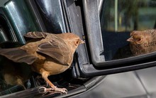 Hỏi: "Chim bay trong xe có làm trọng lượng của xe thay đổi?", câu trả lời thấu đáo của ứng viên khiến người phỏng vấn mời ở lại ký hợp đồng luôn