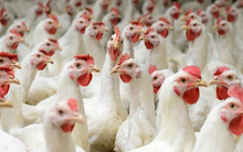 Lo gà nhập khẩu đánh bật gà nội, Cục trưởng Chăn nuôi nói “không sợ”