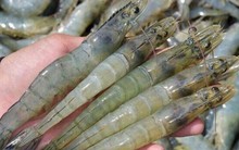 Xuất khẩu tôm sang Trung Quốc phục hồi