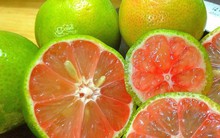 Trời lạnh rồi, mỗi nhà nên có sẵn một lọ chanh đào, từ giờ đến cuối năm sợ gì ho, viêm họng làm phiền!