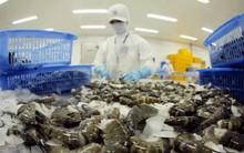 Xuất khẩu tôm sang Trung Quốc doanh nghiệp cần chú ý điều gì?