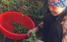 Làng nghề Cao Nhân mỗi năm xuất hơn 5.000 tấn cau sang Trung Quốc