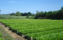 Giống cây trồng Trung Ương (NSC) lãi 139 tỷ đồng trong 9 tháng, giảm 15% so với cùng kỳ