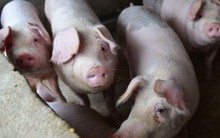 Cơn khát thịt lợn của Trung Quốc có thể mang đến núi tiền cho nông dân Mỹ