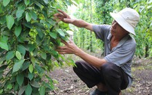 Nguy cơ đón mùa tiêu... đắng!