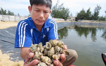 Nuôi ốc hương thu tiền tỷ trên xứ gió Lào, cát trắng