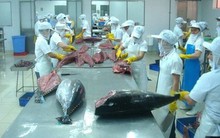 Xuất khẩu cá ngừ giảm 2,4% trong tháng 9, dự báo sẽ tiếp tục giảm những tháng cuối năm