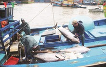 Gỡ “thẻ vàng" hải sản - Còn nhiều việc phải làm