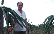 Trái thanh long và tập thể “kiểu mới”