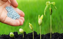 Lợi nhuận 9 tháng của một loạt đại gia phân bón Bình Điền, Lâm Thao, Đạm Phú Mỹ sụt giảm tới 70-80% so với cùng kỳ