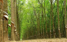 Cao su Thống Nhất (TNC) công bố vượt 57% kế hoạch lợi nhuận cả năm sau 9 tháng