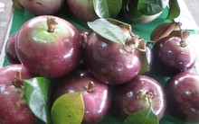 Vú sữa đầu mùa hơn 100 ngàn/kg, đắt gấp đôi năm trước