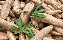 Xuất khẩu sắn giảm mạnh trong tháng 9/2019