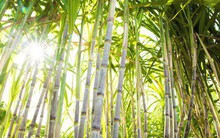 Bà Huỳnh Bích Ngọc lại đăng ký mua tiếp 17 triệu cổ phiếu SBT