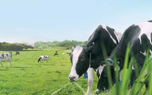 Top 10 công ty uy tín ngành thực phẩm – đồ uống năm 2019 của Vietnam Report: Trung Nguyên đứng trên Coca-Cola và Tân Hiệp Phát