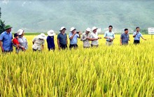 Lộc Trời (LTG) đạt 292 tỷ lãi ròng 9 tháng đầu năm, tăng 24% chủ yếu nhờ mảng thuốc bảo vệ thực vật thuận lợi