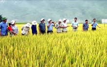 Lộc Trời (LTG): Dịch virus Corona sẽ tác động tiềm tàng đến hoạt động nhập khẩu và nguồn cung, song ngắn hạn đã chuẩn bị được hàng tồn từ quý 4