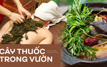 Cứ đau đầu khi giao mùa, nhiều người lại nhanh trí ăn ngay món rau này và tác dụng của loại rau đó còn ưu việt hơn thế!