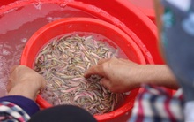 Hưởng "lộc trời", người dân săn rươi thu trăm triệu mỗi ngày