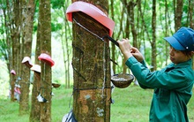 Bức tranh ngành cao su quý 3: Lợi nhuận tăng trưởng nhờ ảnh hưởng từ tình hình chung trên thế giới