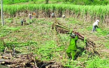 Mía đường Việt Nam: “Thất bát” 2019, lo lắng 2020