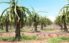 Cổ phiếu giảm sâu, Thaco tiếp tục đăng ký mua 5 triệu cổ phiếu HAGL Agrico