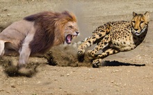 Sư tử dũng mãnh tuyệt đối không so sánh, bất mãn hay thương hại, muốn thành công bạn phải học cách luyện những guồng chân chạy không nghỉ ngơi