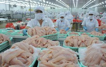 VASEP: Doanh nghiệp xuất khẩu cá tra sang Đức cần lưu ý kiểm soát chặt dư lượng Chlorate