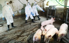 Bộ trưởng Nông nghiệp Nguyễn Xuân Cường: Chi 2.370 tỷ đồng hỗ trợ nông dân bị thiệt hại bởi dịch bệnh tồi tệ nhất lịch sử