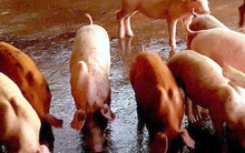 Giá lợn tăng cao, người nuôi tái đàn bất chấp cảnh báo