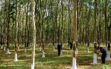 Cao su Đồng Phú (DPR) chốt quyền nhận cổ tức bằng tiền tỷ lệ 50%