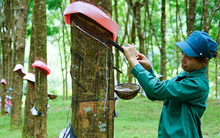 Doanh nghiệp ngành cao su đồng loạt tạm ứng cổ tức tỷ lệ 30-50%